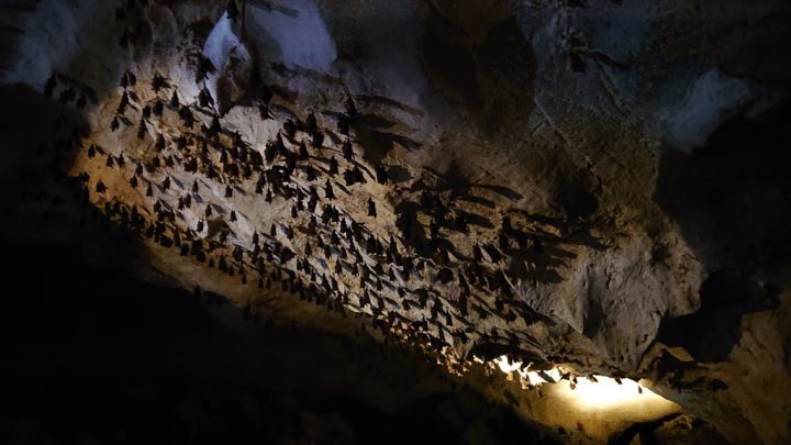 Colonia di pipistrelli Khun Kitti